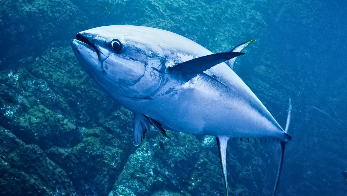 El pez más rápido del planeta Tierra: con una velocidad de 231,7 km/h es imposible de atrapar