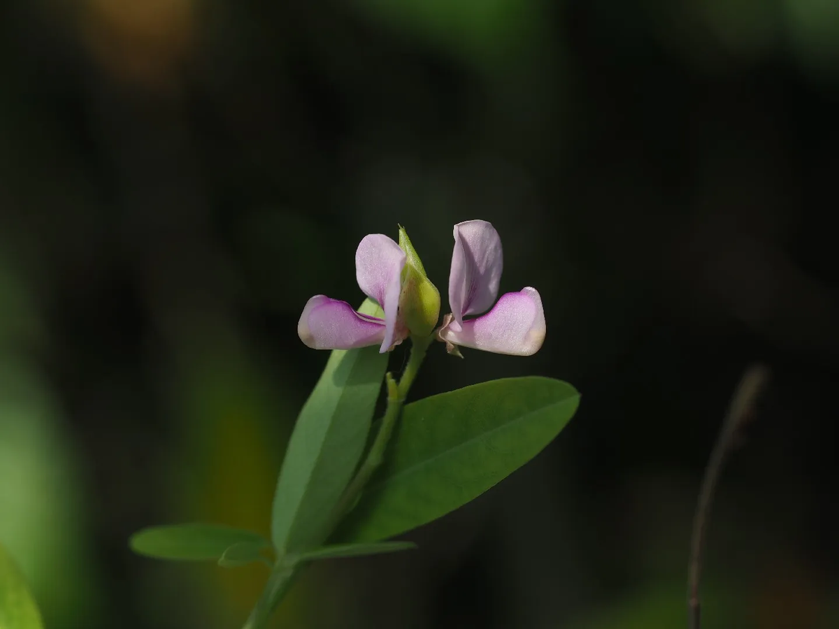La planta de flores púrpura que baila con la música y ha causado curiosidad entre los científicos