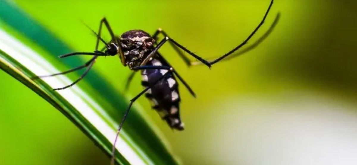 Dengue: las seis características que distinguen al mosquito.