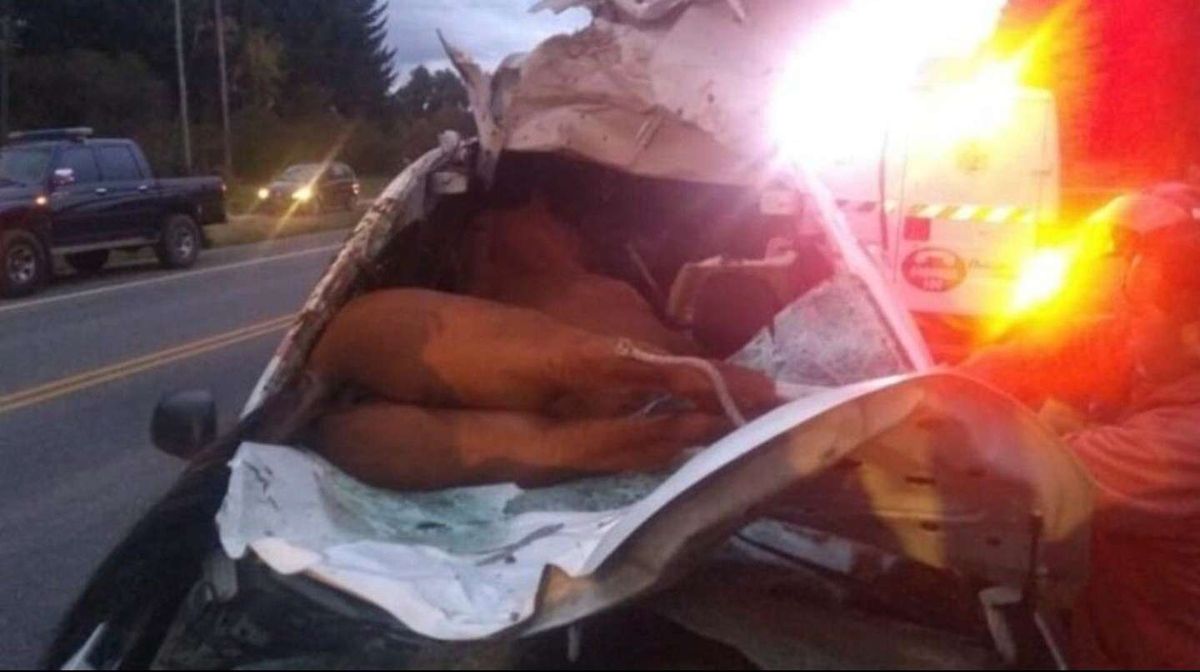 Tremendo accidente. Atropelló un caballo y quedó inscrustado dentro del auto.