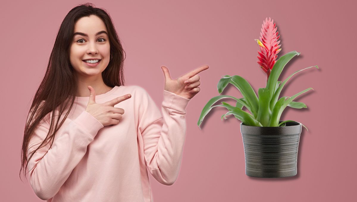 Una planta preciosa y distinta