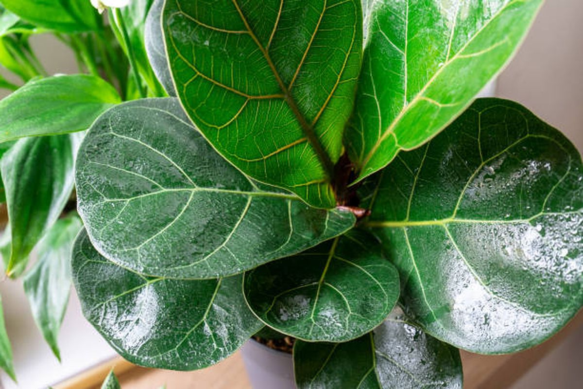 La Ficus Lyrata no exige cuidados de jardinería complejos. La Ficus Lyrata no exige cuidados de jardinería complejos.