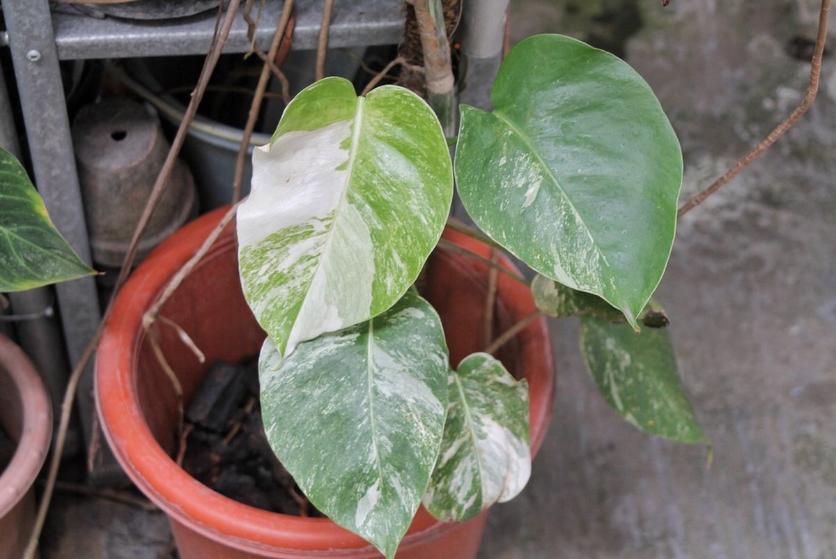 Esta planta no exige cuidados de jardinería complejos.