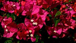 Sigue los pasos correspondientes para que tu planta trepadora crezca y decore las paredes. Imagen: Freepik.
