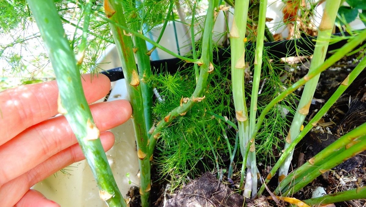 Los esp & aacute;  rragos ayudan al organismo a metabolizar de forma m & aacute;  sr & aacute;  pida el alcohol