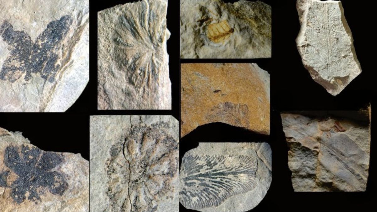 Algunos de los restos fósiles de plantas hallados en Mendoza por los investigadores del Ianigla, Conicet. Algunos de los restos fósiles de plantas hallados en Mendoza por los investigadores del Ianigla, Conicet.