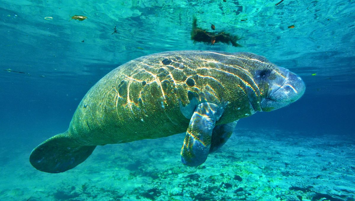 El animal que se parece a un elefante, come como una vaca y vive en el mar: lo confunden con sirenas