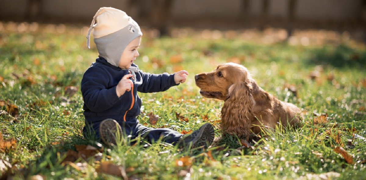 Las Razas De Perros Ideales Para Que Convivan Con Ninos