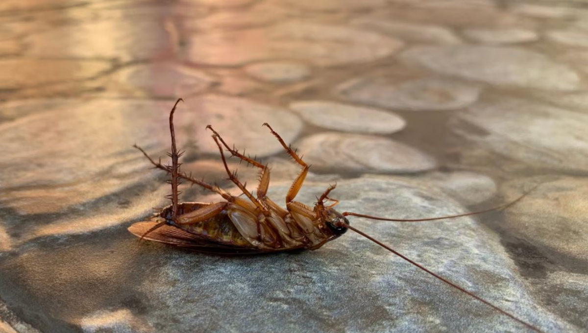Cómo eliminar cucarachas usando clavos de olor y un poco de canela