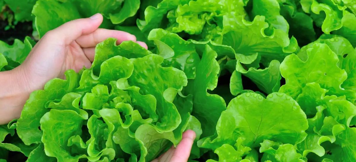 Por qué la lechuga es verde. Por qué la lechuga es verde.