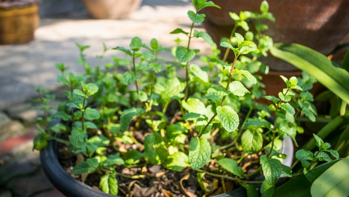 La hierba verde que deberías tener en el jardín de tu casa y es oro para el mate