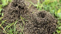 Los hormigueros pueden ser eliminados de manera sencilla. Los hormigueros pueden ser eliminados de manera sencilla.