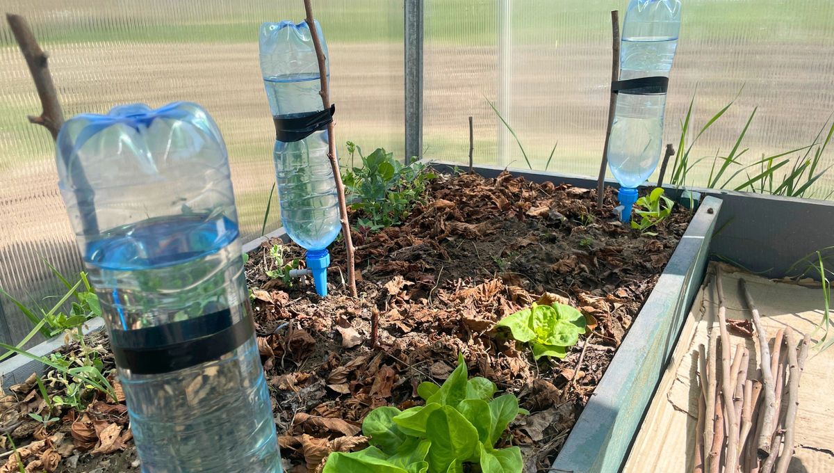 Cómo hacer un sistema de riego con botellas para tus plantas: es ideal para las vacaciones
