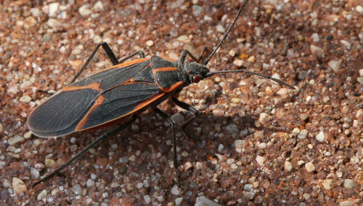 Chinche del Arce. Chinche del Arce. 