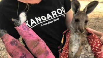 Murieron unos 480 millones de animales a causa de los incendios en Australia