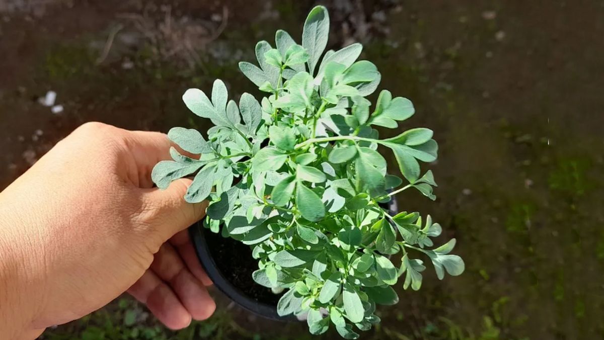 Qué significa plantar una RUDA al sur del jardín de casa