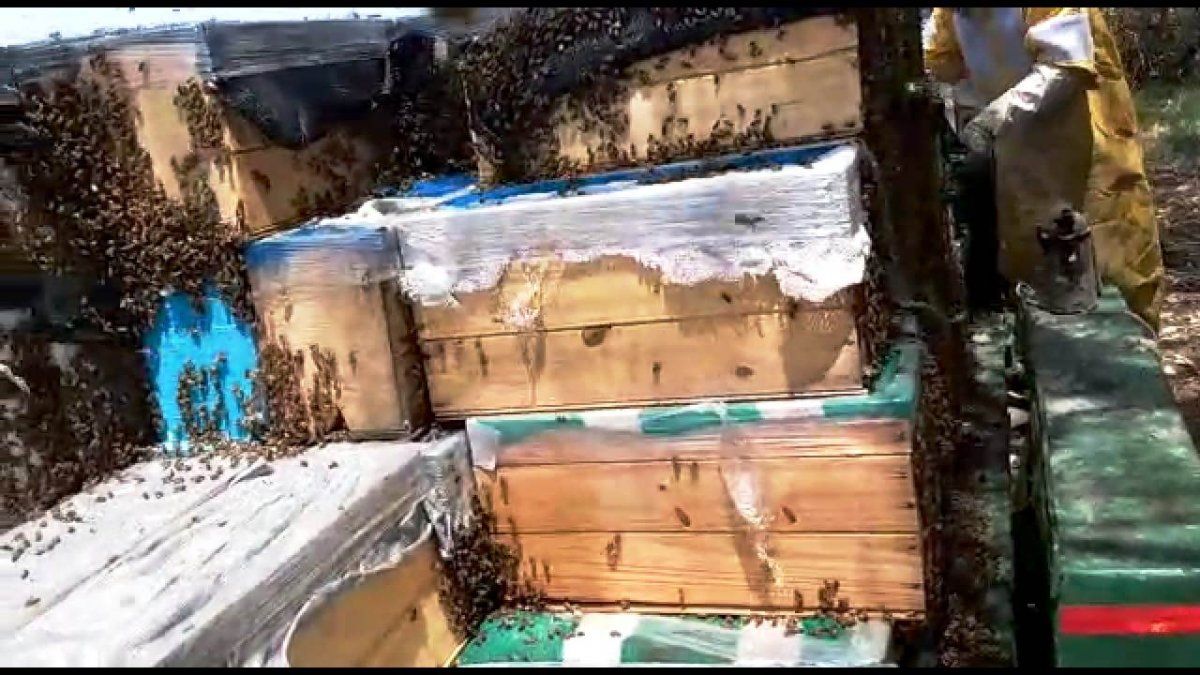 Productor apícola mendocino perdió $500 mil en San Luis 