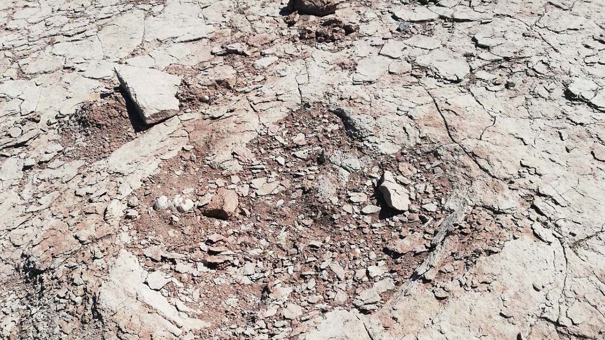 Las huellas tienen una antigüedad de entre 99 a 96 millones de años.