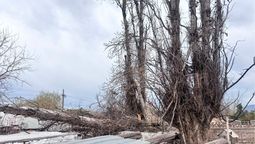 Peligro en Las Heras: la caída de un árbol destruyó el techo de una vivienda