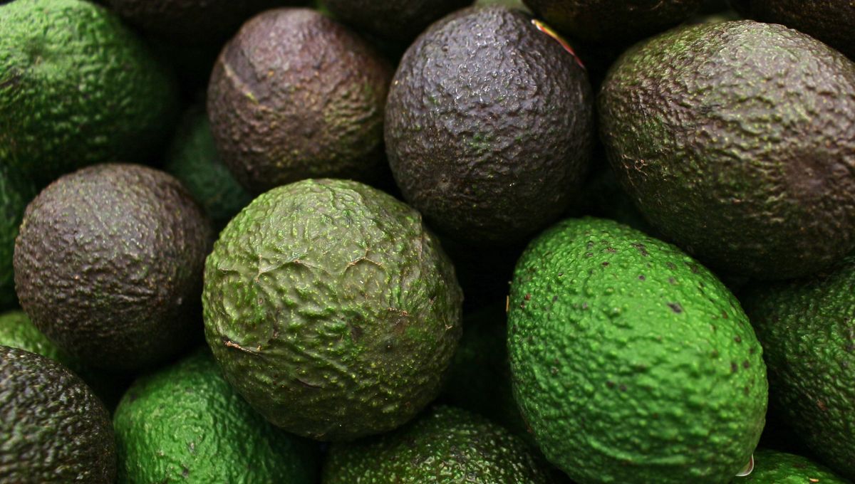 La palta se puede comer sola, en salsas, rellenos y mayonesas La palta se puede comer sola, en salsas, rellenos y mayonesas