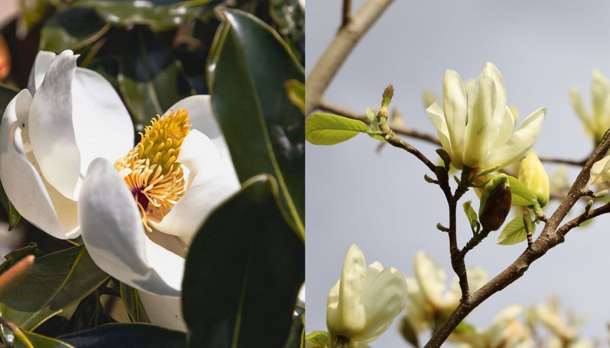 Las flores de magnolia son notablemente fragantes y suelen aparecer en primavera, a menudo antes de que emerjan las hojas. Imagen: composición Diario Uno. Las flores de magnolia son notablemente fragantes y suelen aparecer en primavera, a menudo antes de que emerjan las hojas. Imagen: composición Diario Uno.
