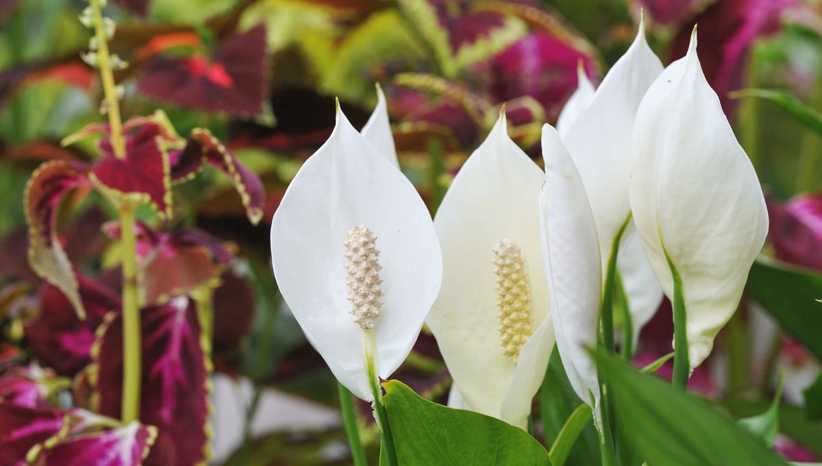 Espatifilo Espatifilo