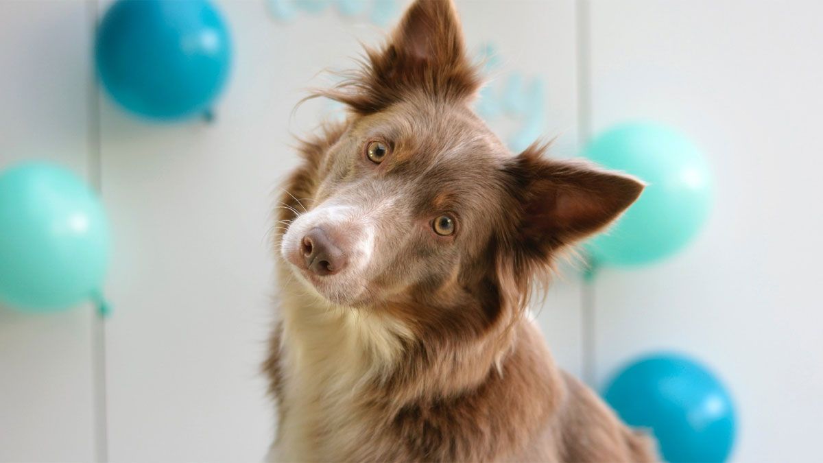 El perro inclina la cabeza como signo de mayor concentración.