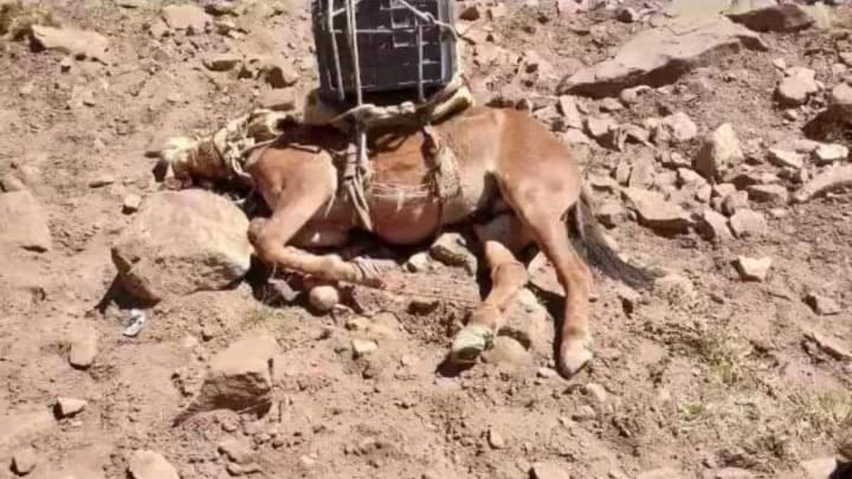 Triste imagen que da testimonio del maltrato animal que sufren las mulas cargueras utilizadas en el Parque Provincial Aconcagua y que fue denunciado por la Fundación Cullunche.