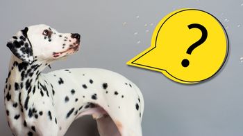 ¿Por qué ya no vemos tantos perros dálmatas? ¿Por qué ya no vemos tantos perros dálmatas?