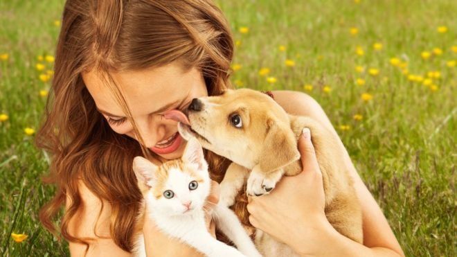 Aseguran que los perros recuerdan como los seres humanos