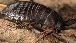 Una cucaracha que se creía extinta sorprendió a dos personas en Australia