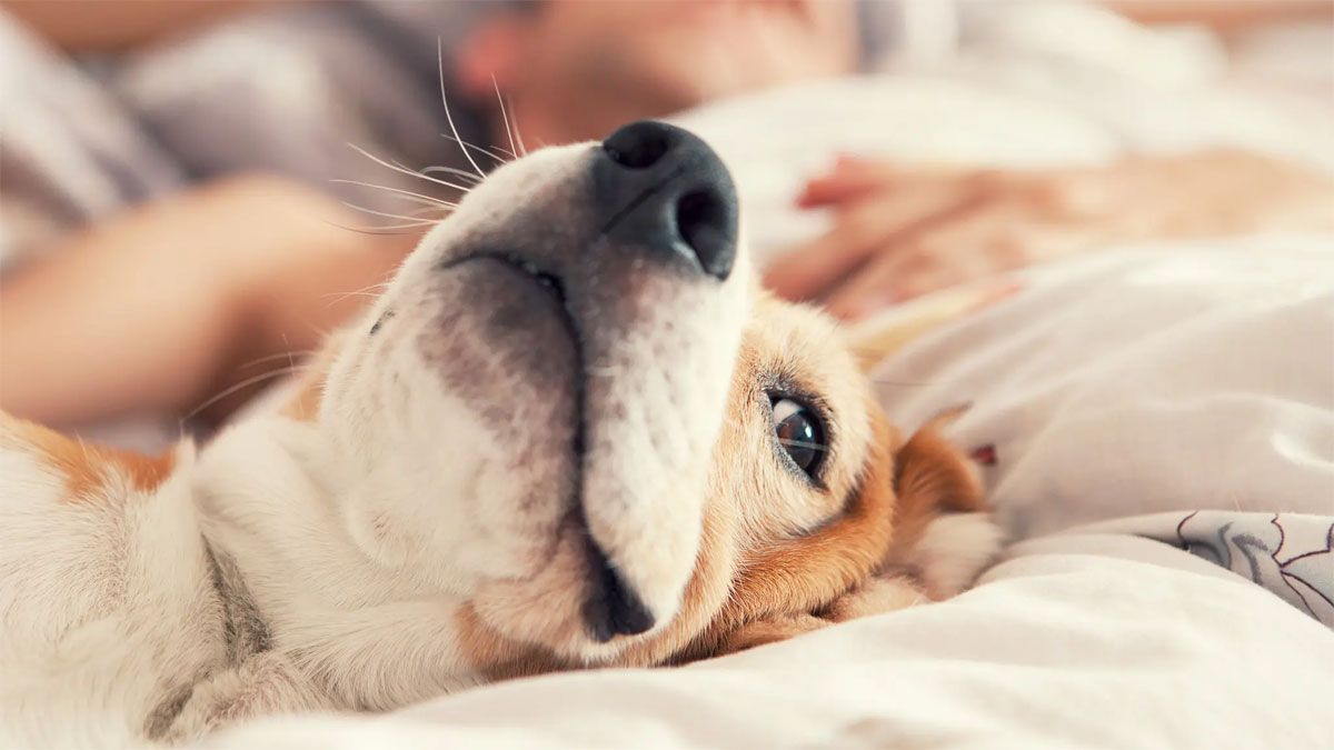 El perro quiere expresarse aún cuando su dueño está durmiendo.