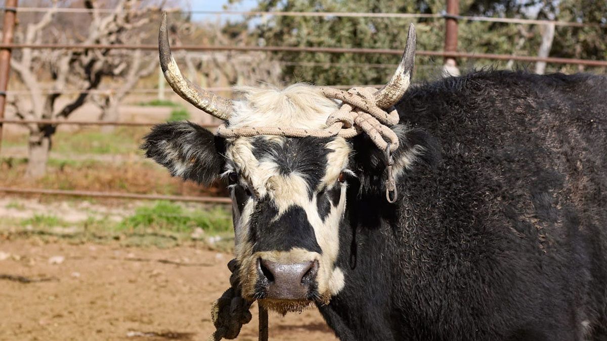 La vaca cachuda fue llevada a un corral de Rodeo del Medio, en Maipú, donde quedará hasta que su dueño se la lleve. La vaca cachuda fue llevada a un corral de Rodeo del Medio, en Maipú, donde quedará hasta que su dueño se la lleve.