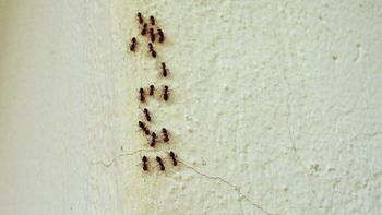 Si ves hormigas por las paredes o pisos de tu casa, te contamos qué significa y por qué es bueno Si ves hormigas por las paredes o pisos de tu casa, te contamos qué significa y por qué es bueno