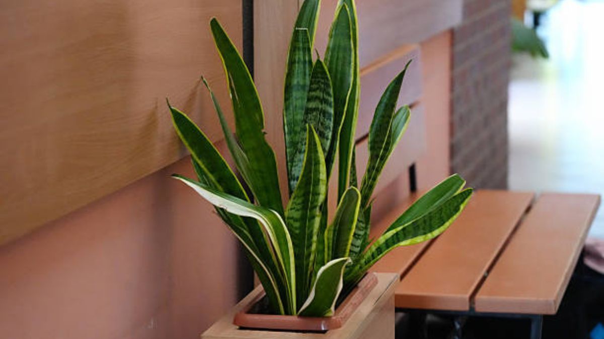 C&oacute;mo cuidar una sansevieria en verano.