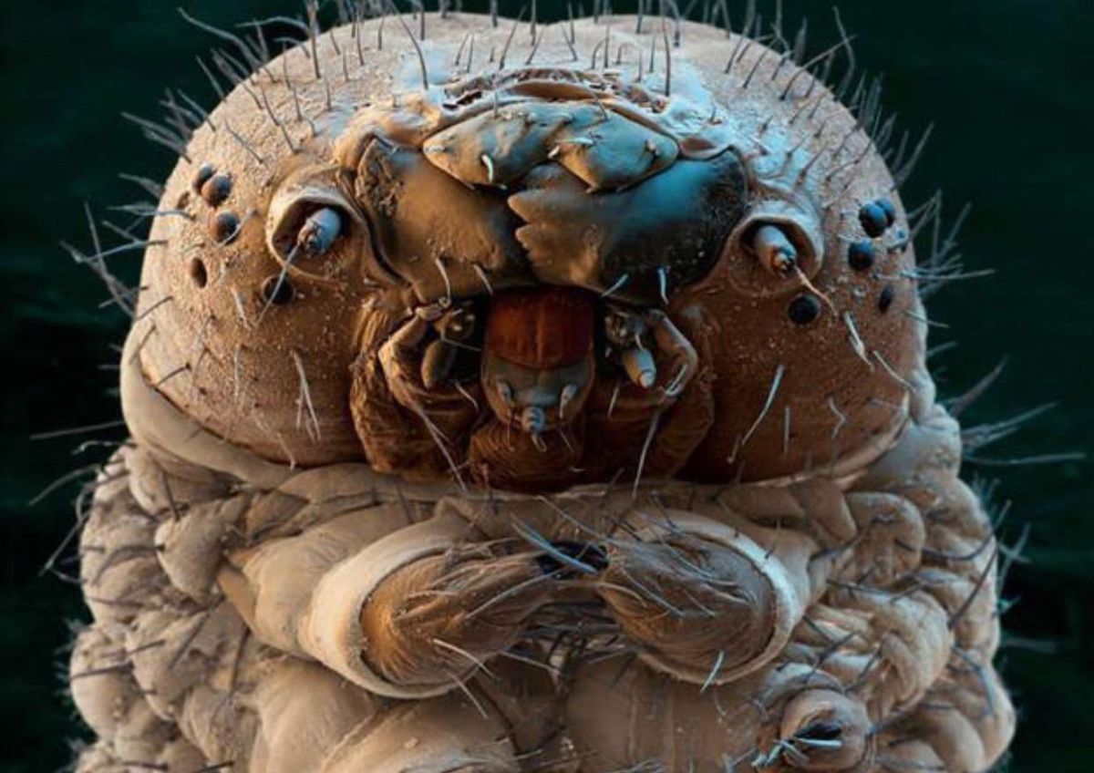 Cómo afecta este organismo a nuestra piel