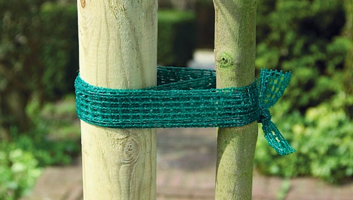 Si buscas cuidar Citrus sinensis (L.) Osbeck, perteneciente a la familia Rutaceae o más conocido como naranjo, este es el método ideal. Si buscas cuidar Citrus sinensis (L.) Osbeck, perteneciente a la familia Rutaceae o más conocido como naranjo, este es el método ideal.