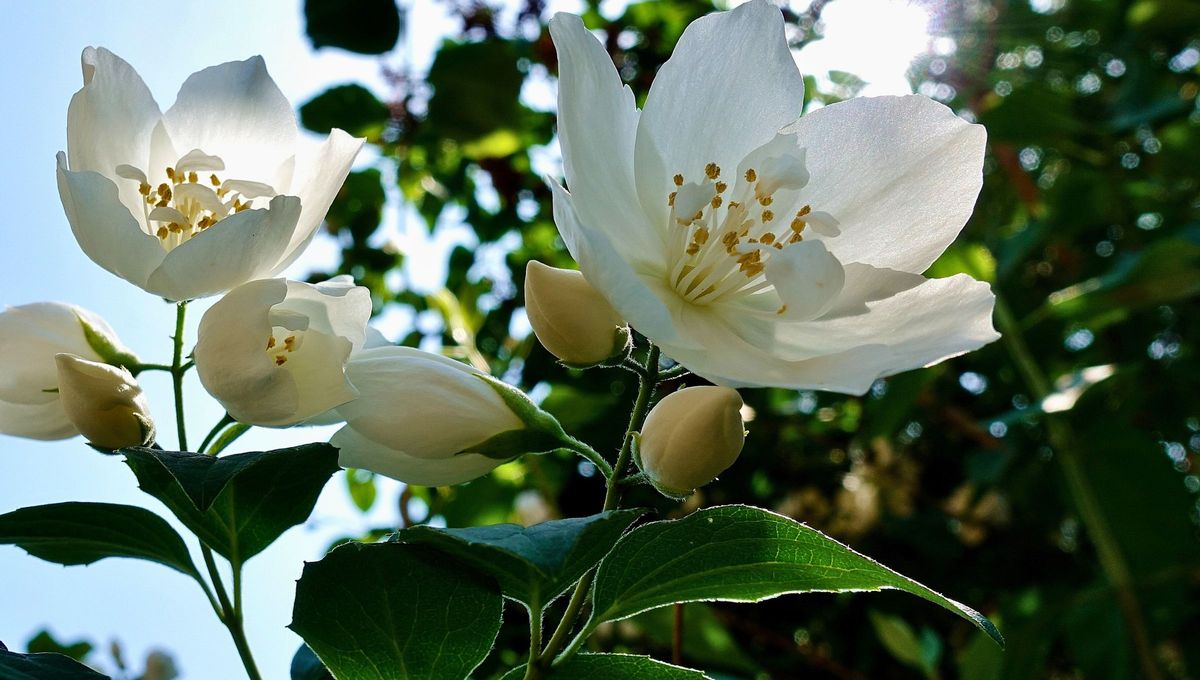 El jazmín es una de las plantas más elegidas para embellecer el hogar. El jazmín es una de las plantas más elegidas para embellecer el hogar.