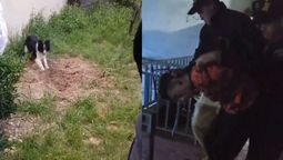 Momento en que un perro encuentra el cuerpo del asesinado y la detención del autor del crimen. Momento en que un perro encuentra el cuerpo del asesinado y la detención del autor del crimen.