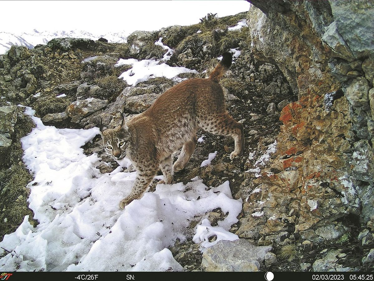 Un lince sale de su cueva en el este de la región autónoma de Xizang en febrero del año pasado. PARA USO DE CHINA DAILY Un lince sale de su cueva en el este de la región autónoma de Xizang en febrero del año pasado. PARA USO DE CHINA DAILY