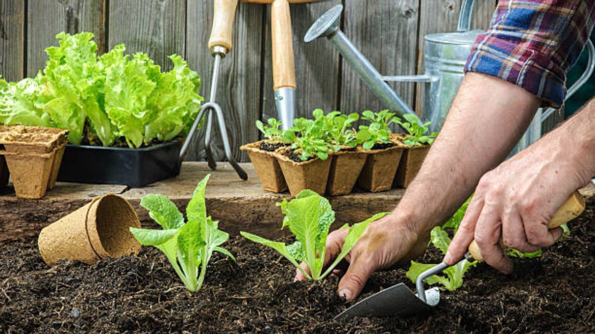 Estas son las tareas de jardinería que deberás hacer en tu huerta durante marzo para lograr una cosecha abundante