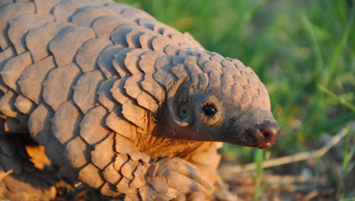 El animal más deseado del mundo: es símbolo de riqueza