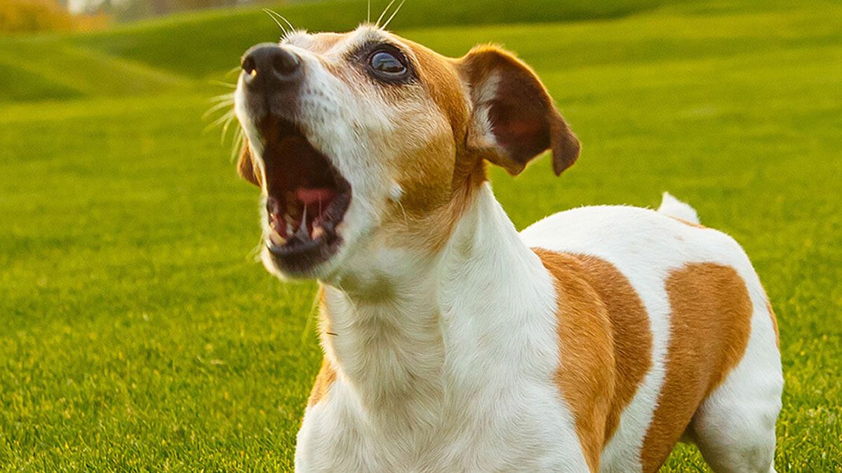 Un perro ladrador se vuelve muy cansador para las personas.