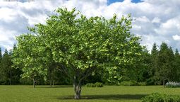 El árbol ideal para casa: no levanta el piso con las raíces El árbol ideal para casa: no levanta el piso con las raíces