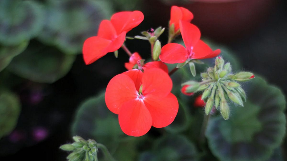 Qué significa tener un malvón rojo en el jardín de casa