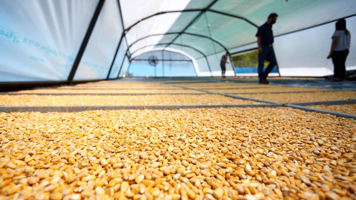 Las Heras fomenta la agricultura hidropónica 