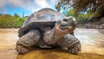 Diego, la tortuga que ayudó a salvar a su especie: pasó de 15 ejemplares a más de 800 crías