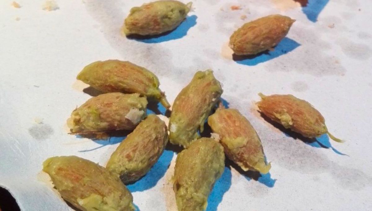 Si tenés carozos de aceituna en tu casa, tenés un tesoro en tus manos: por qué y cómo reutilizarlos