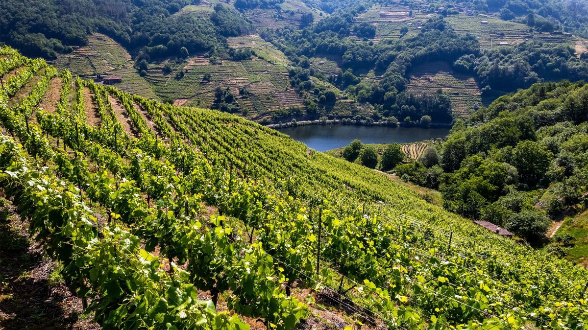 Haciendo en bici el Camino de Santiago es como Lorca descubrió los viñedos con historia de Galicia, en España. Haciendo en bici el Camino de Santiago es como Lorca descubrió los viñedos con historia de Galicia, en España.