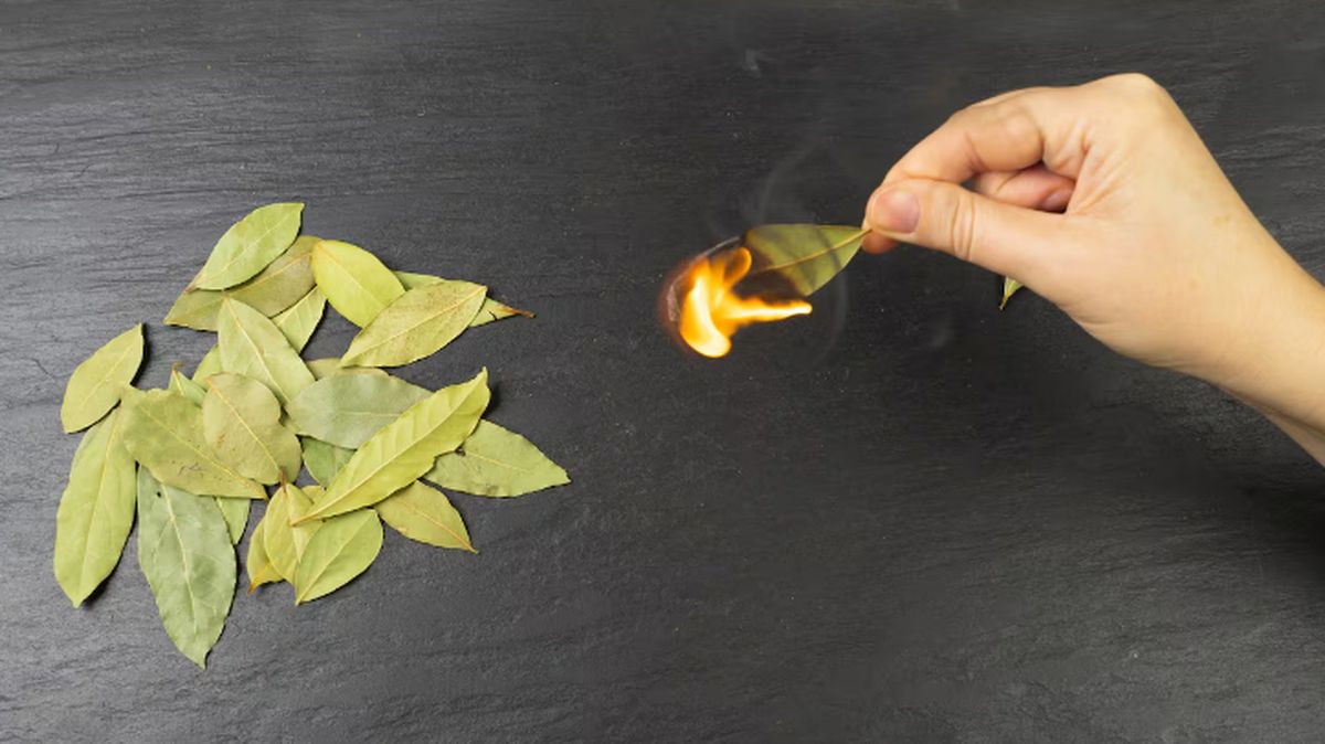 el ritual de quemar una hoja de laurel el fin de semana para renovar energías.&nbsp;